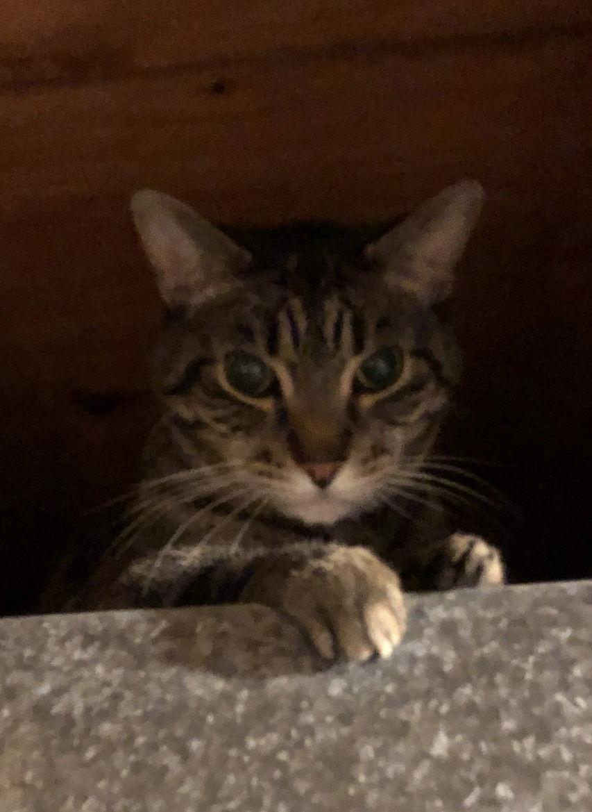 Clyde (senior cat), Adoptable, Senior Male Domestic Short Hair.