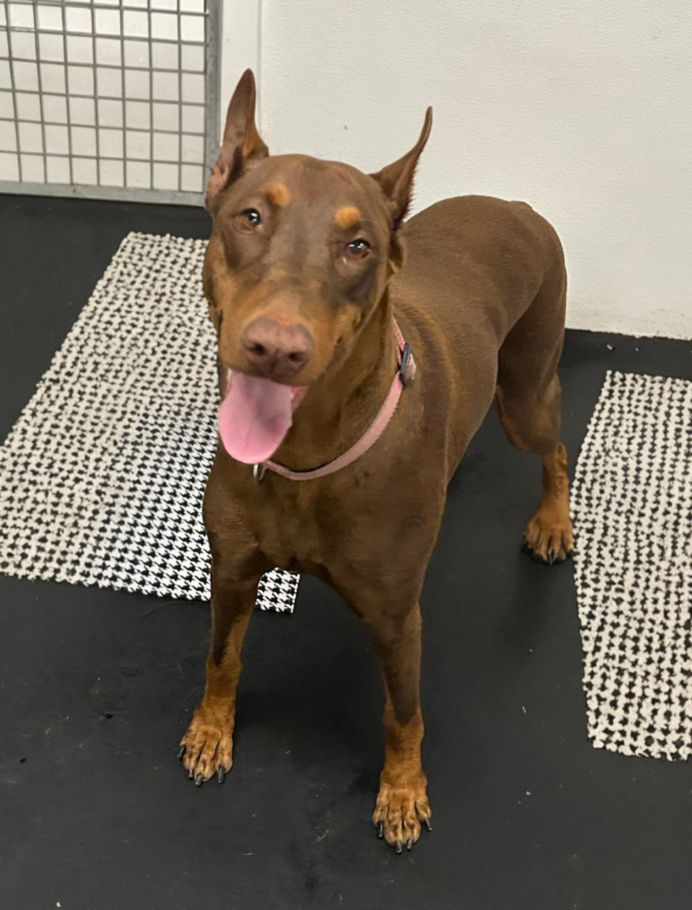 Enlarge Roxy, a Adoptable Doberman Pinscher in Huntington Beach, CA image 1/1
