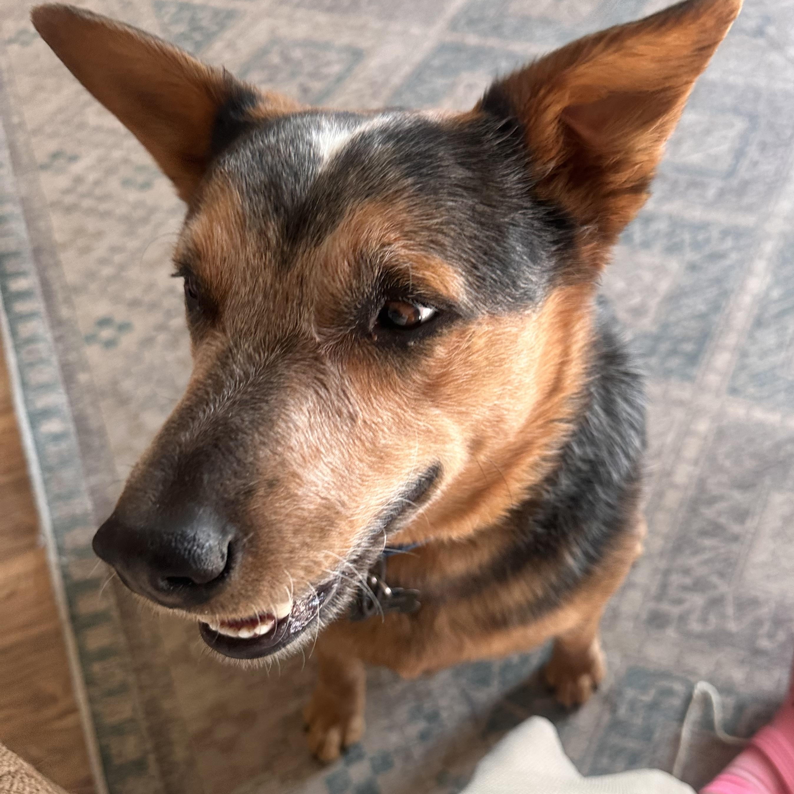 Blue - Courtesy listing please contact Nicole at 406-274-2683, ADOPTABLE, Adult Male Australian Cattle Dog / Blue Heeler.
