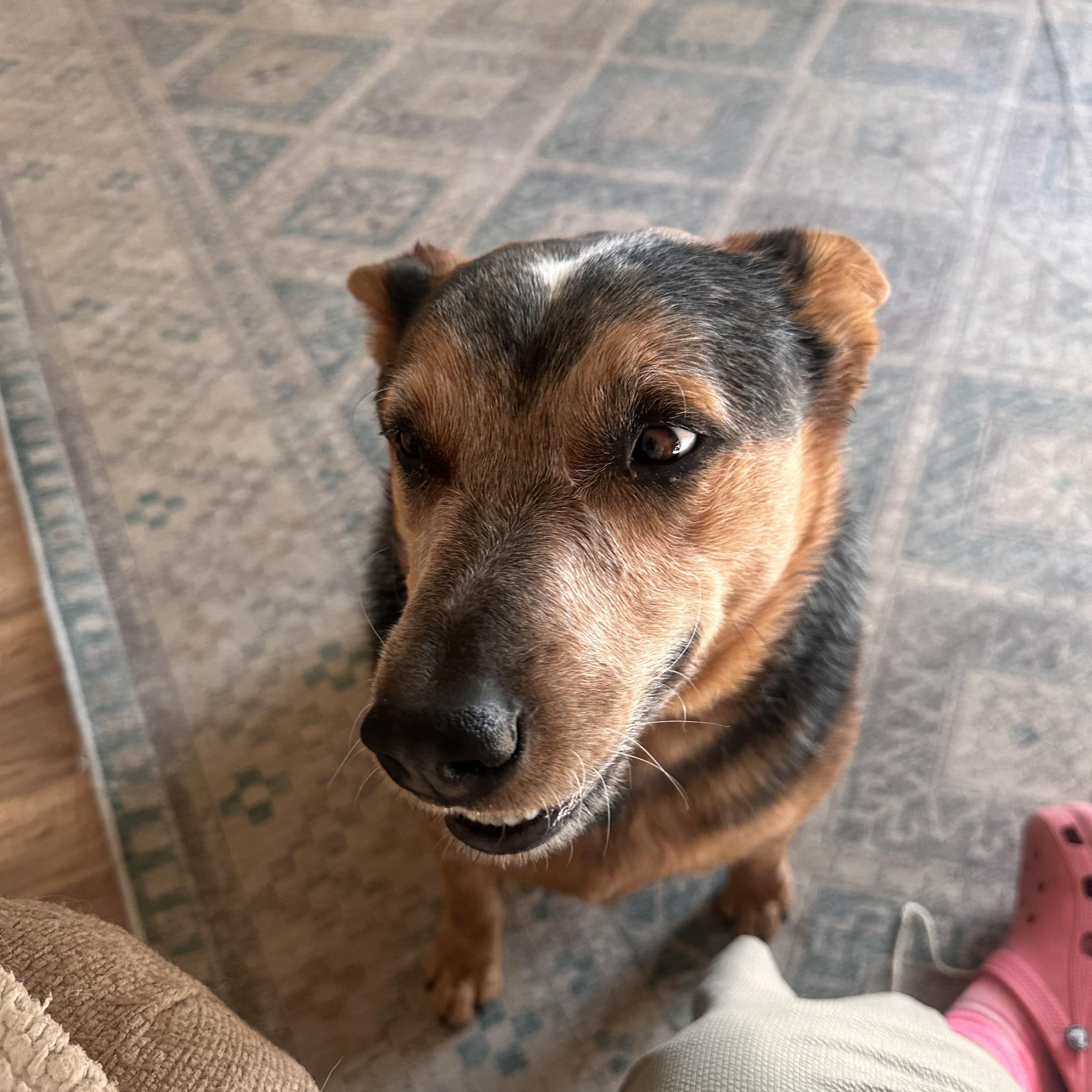 Blue - Courtesy listing please contact Nicole at 406-274-2683, a ADOPTABLE Australian Cattle Dog / Blue Heeler in Choteau, MT image 2/3
