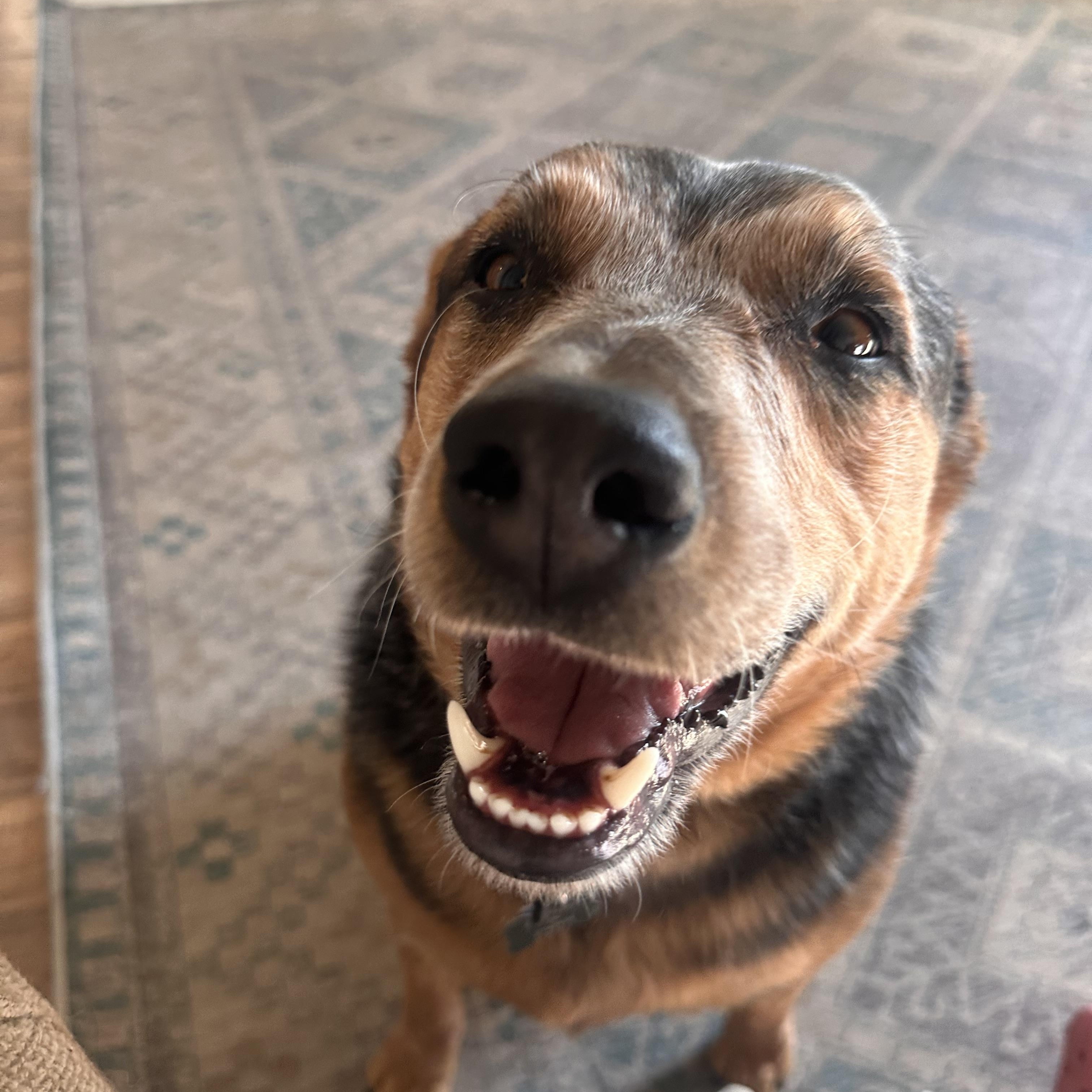 Blue - Courtesy listing please contact Nicole at 406-274-2683, a ADOPTABLE Australian Cattle Dog / Blue Heeler in Choteau, MT image 3/3