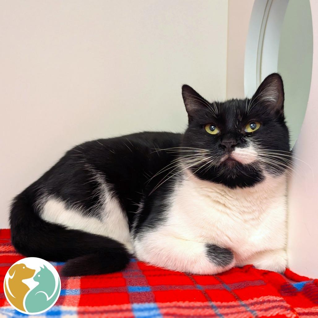 Kitty Kitty Meow Meow, Adoptable, Young Female Domestic Short Hair.