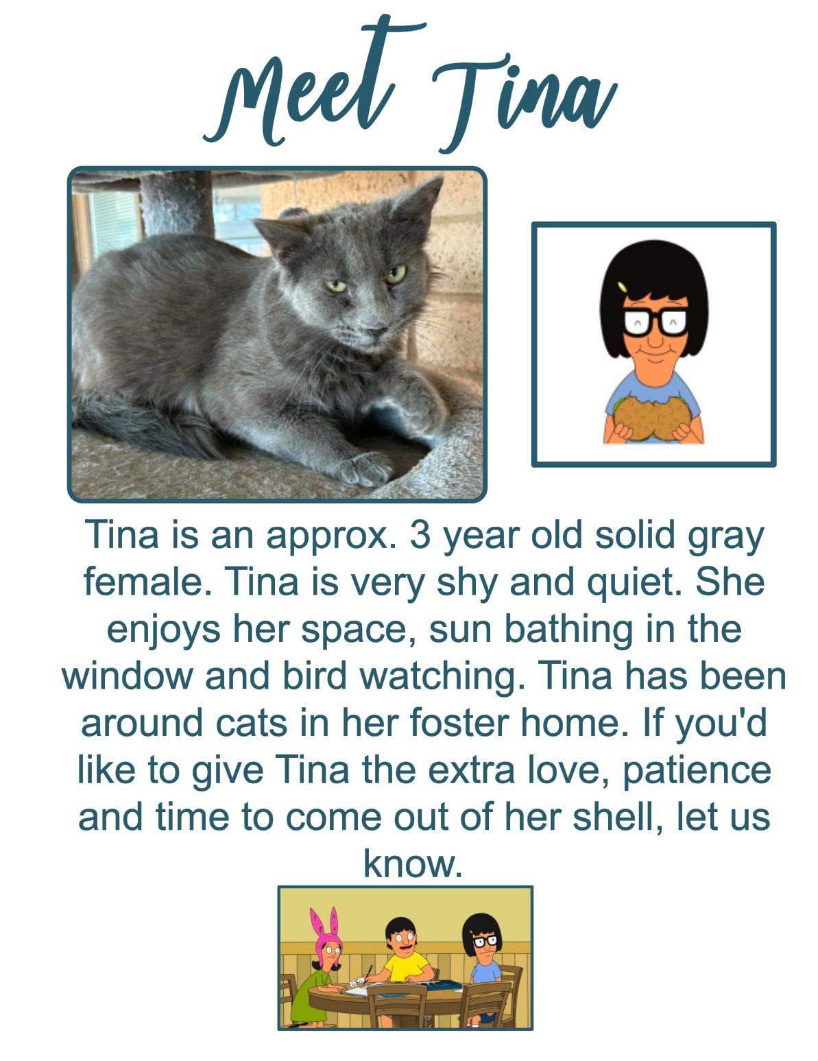 Tina, Adopted, Adult Female Domestic Medium Hair.