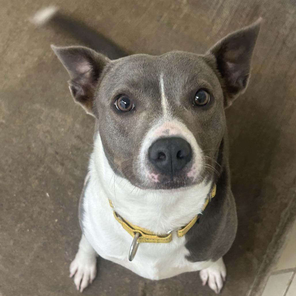 Enlarge Nana, a Adoptable Mixed Breed in Greenville, PA image 2/6