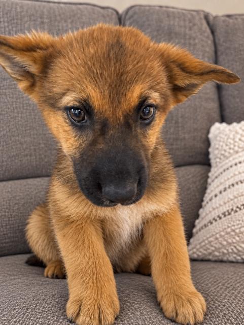 Lewis, Adoptable, Young Male German Shepherd Dog.
