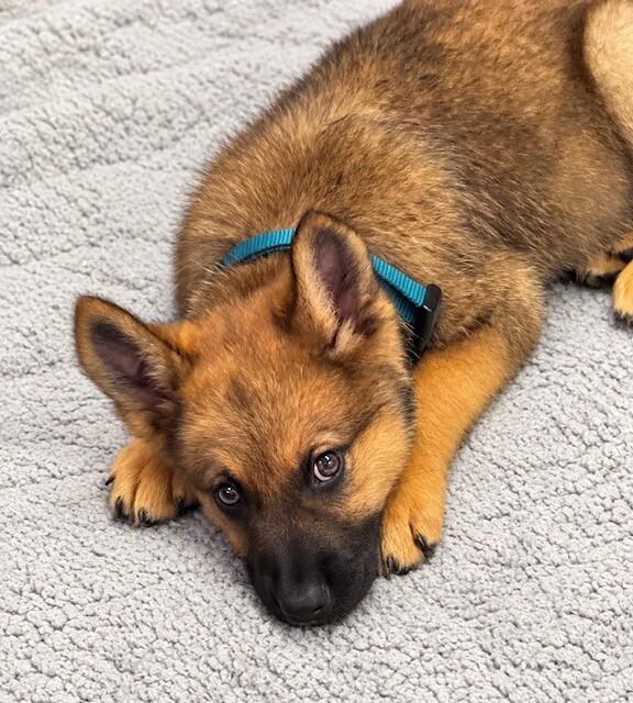 Enlarge Lewis, a Adoptable mixed breed in Seattle, WA image 2/2