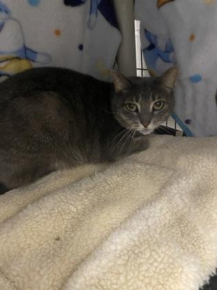 Shadow, Adoptable, Adult Female Domestic Short Hair & Domestic Short Hair.