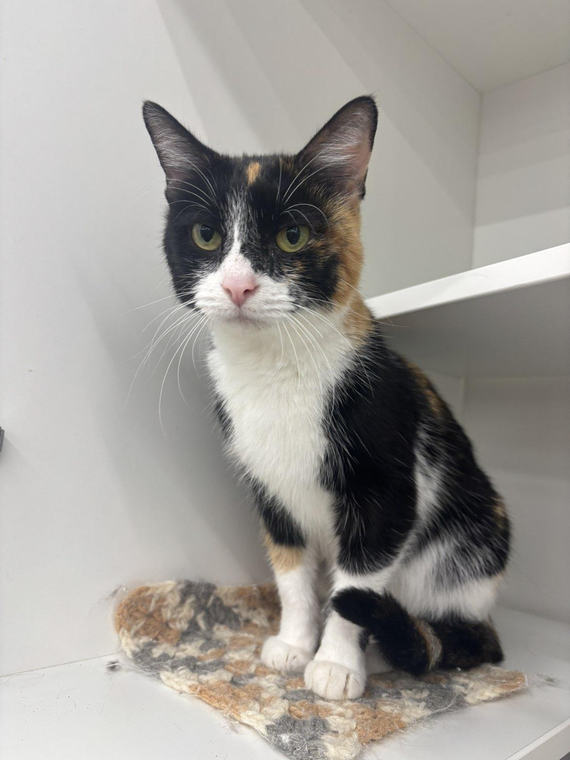 Enlarge Mirabel, a Adoptable Domestic Short Hair in Pardeeville, WI image 2/6