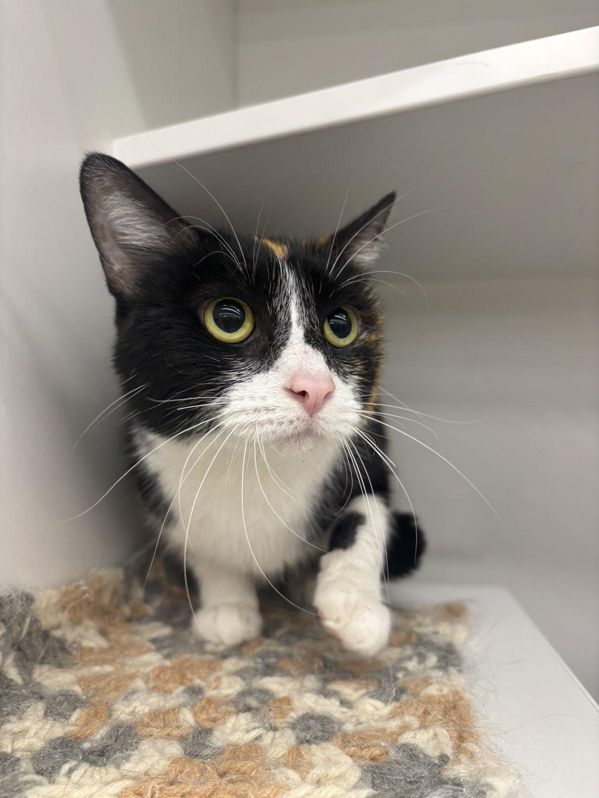 Enlarge Mirabel, a Adoptable Domestic Short Hair in Pardeeville, WI image 3/6