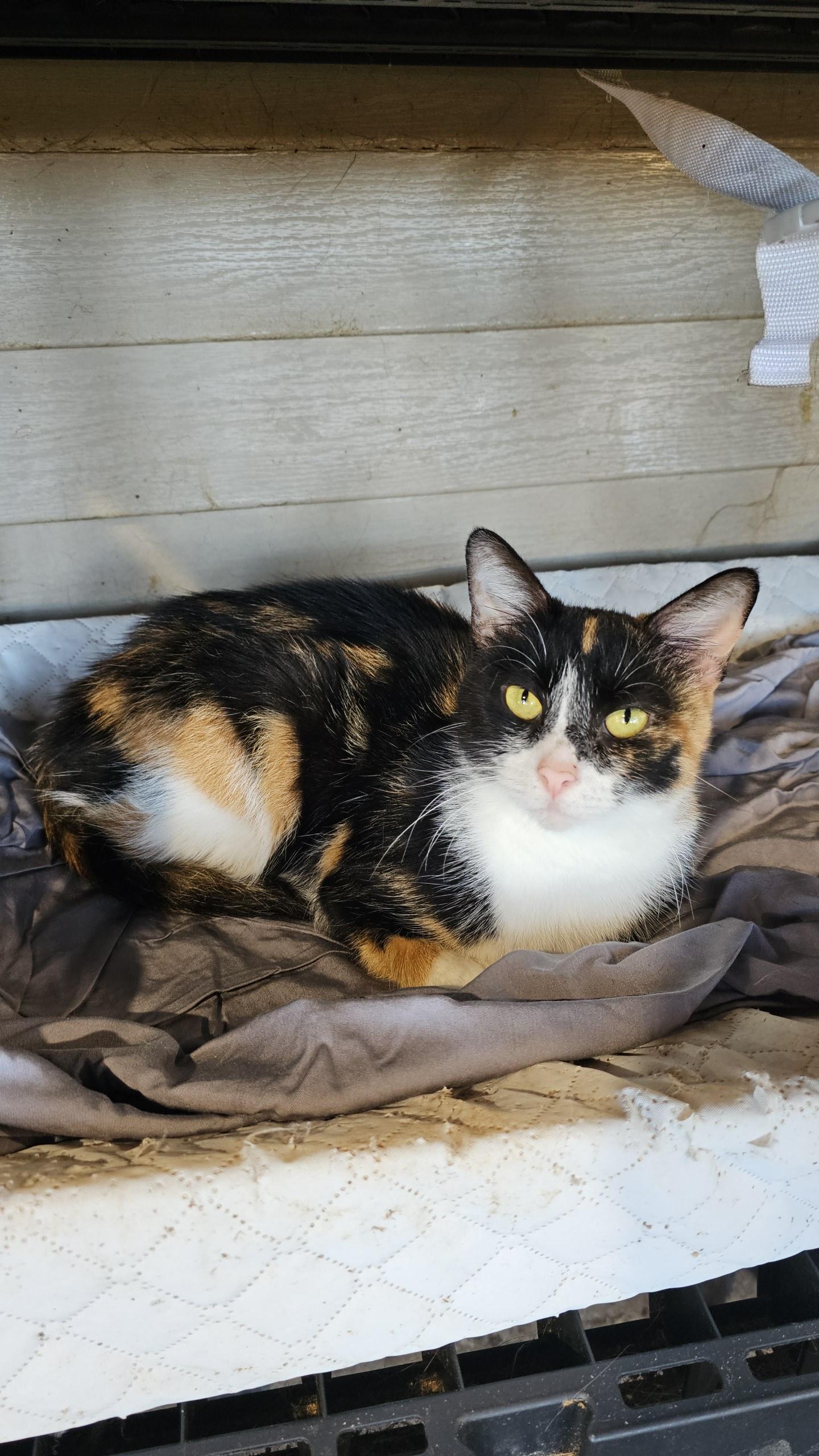 Enlarge Mirabel, a Adoptable Domestic Short Hair in Pardeeville, WI image 4/6