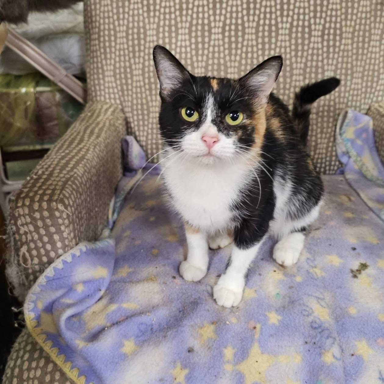 Mirabel, Adoptable, Adult Female Domestic Short Hair.