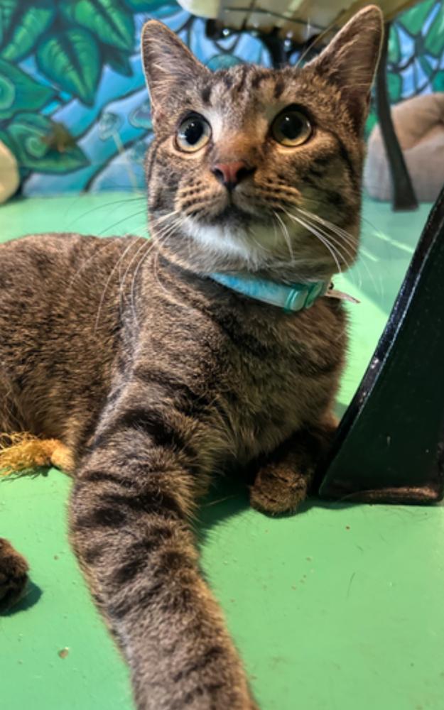 Ezekiel, Adoptable, Adult Male Domestic Short Hair.