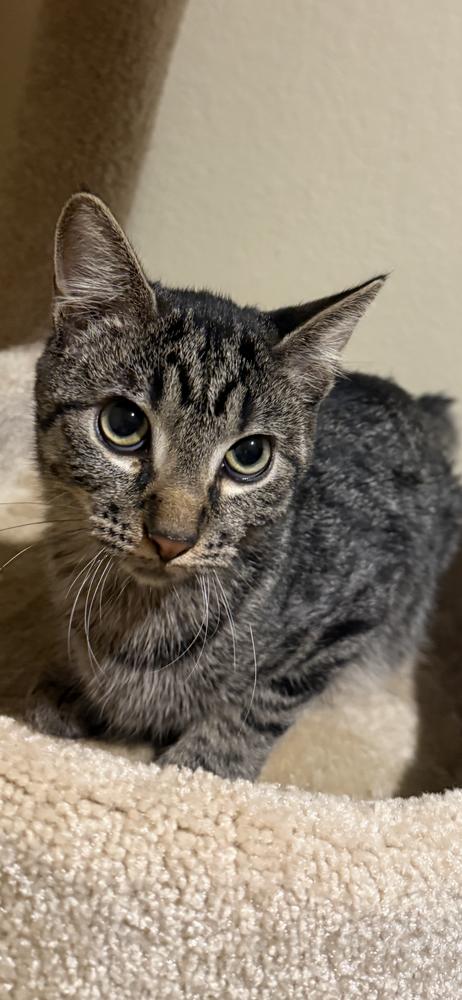 Enlarge Ezekiel, a Adoptable mixed breed in Lafayette, CO image 2/5