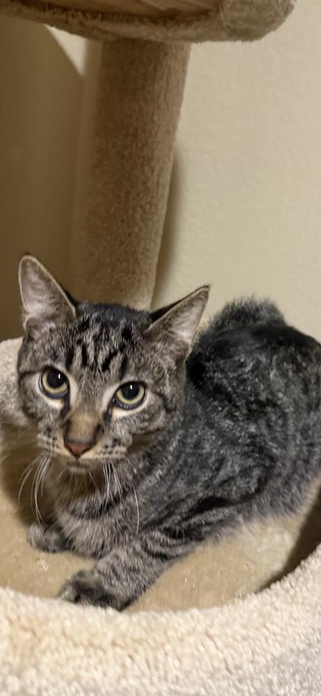 Enlarge Ezekiel, a Adoptable mixed breed in Lafayette, CO image 3/5