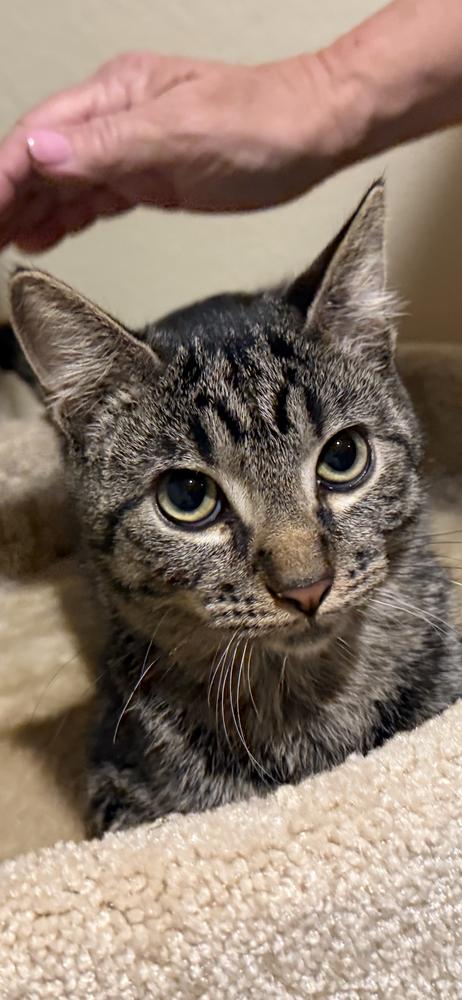 Enlarge Ezekiel, a Adoptable mixed breed in Lafayette, CO image 5/5