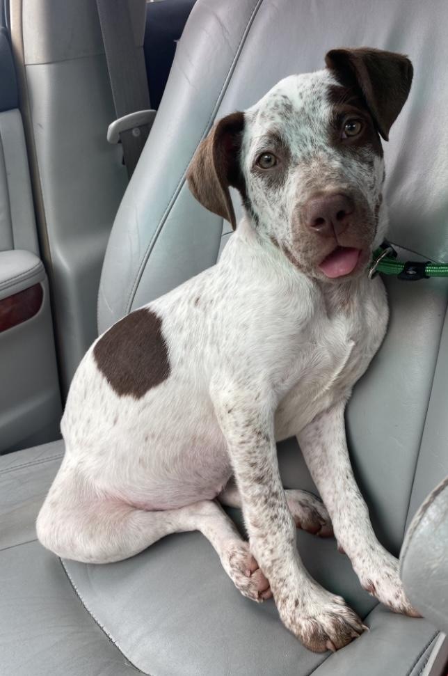 Enlarge Timber, a Adopted mixed breed in Naperville, IL image 6/6