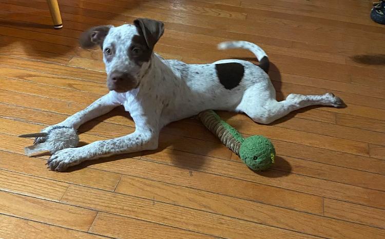 Enlarge Timber, a Adopted mixed breed in Naperville, IL image 4/6