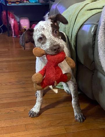 Enlarge Timber, a Adopted mixed breed in Naperville, IL image 5/6