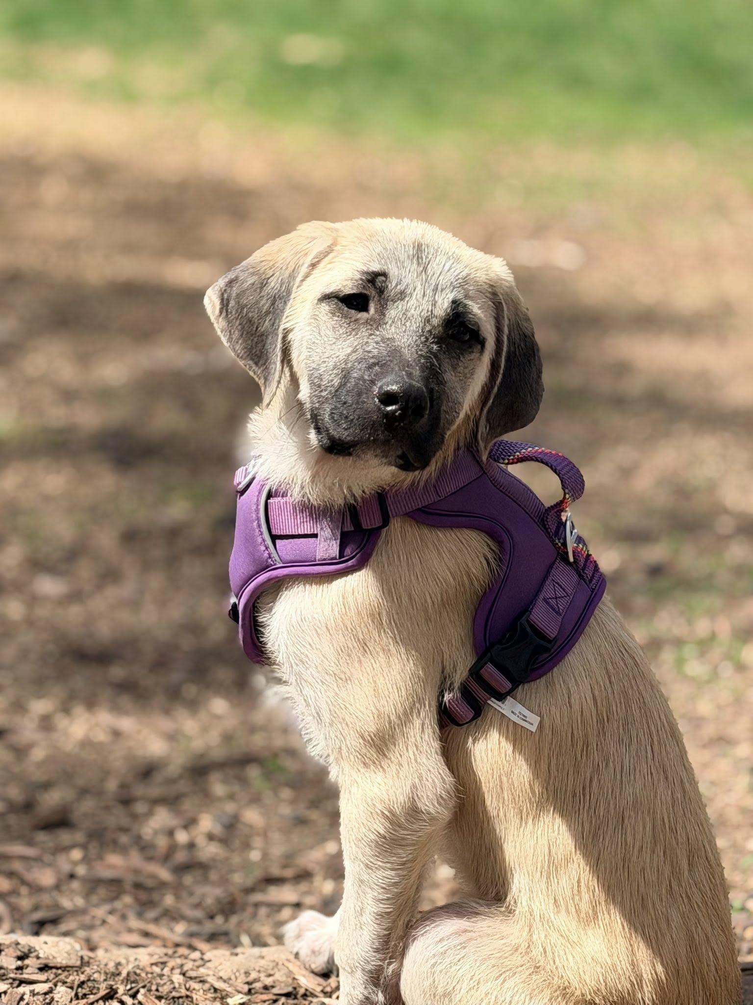 Macie, Adopted, Puppy Female Mastiff & Shepherd.