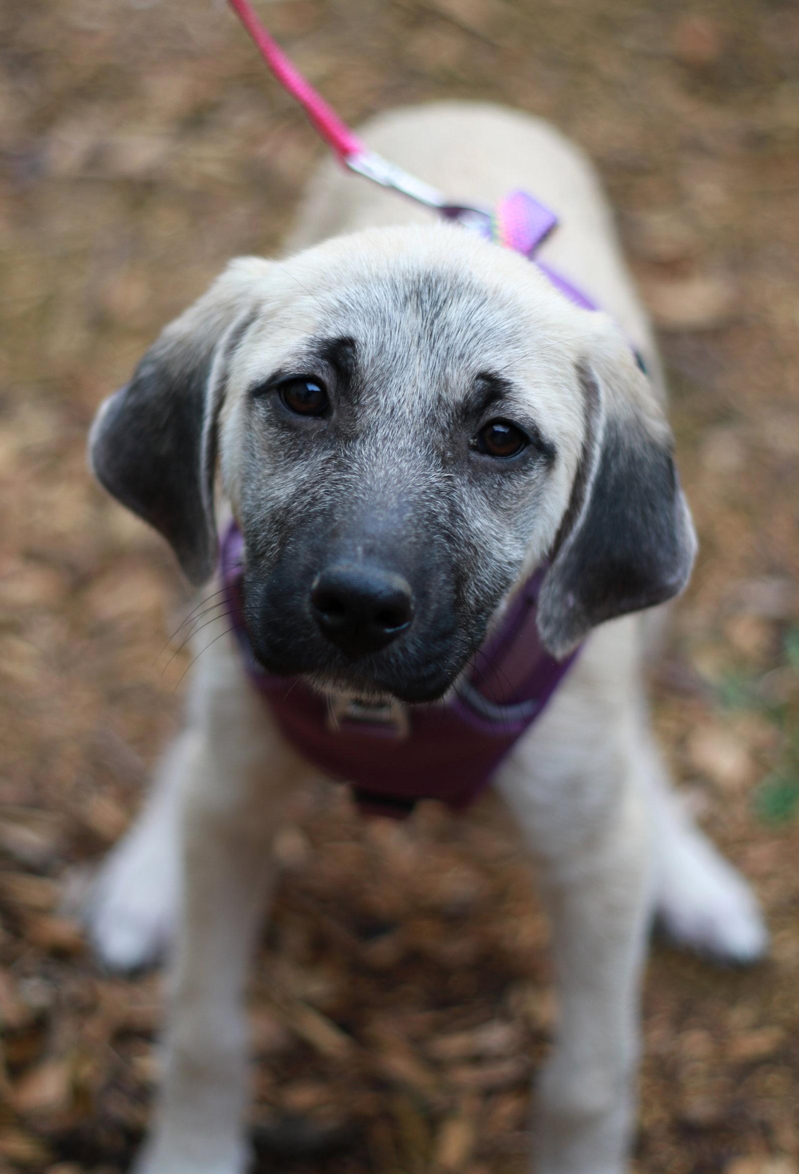 Macie, a Adopted mixed breed in Mankato, MN image 2/3