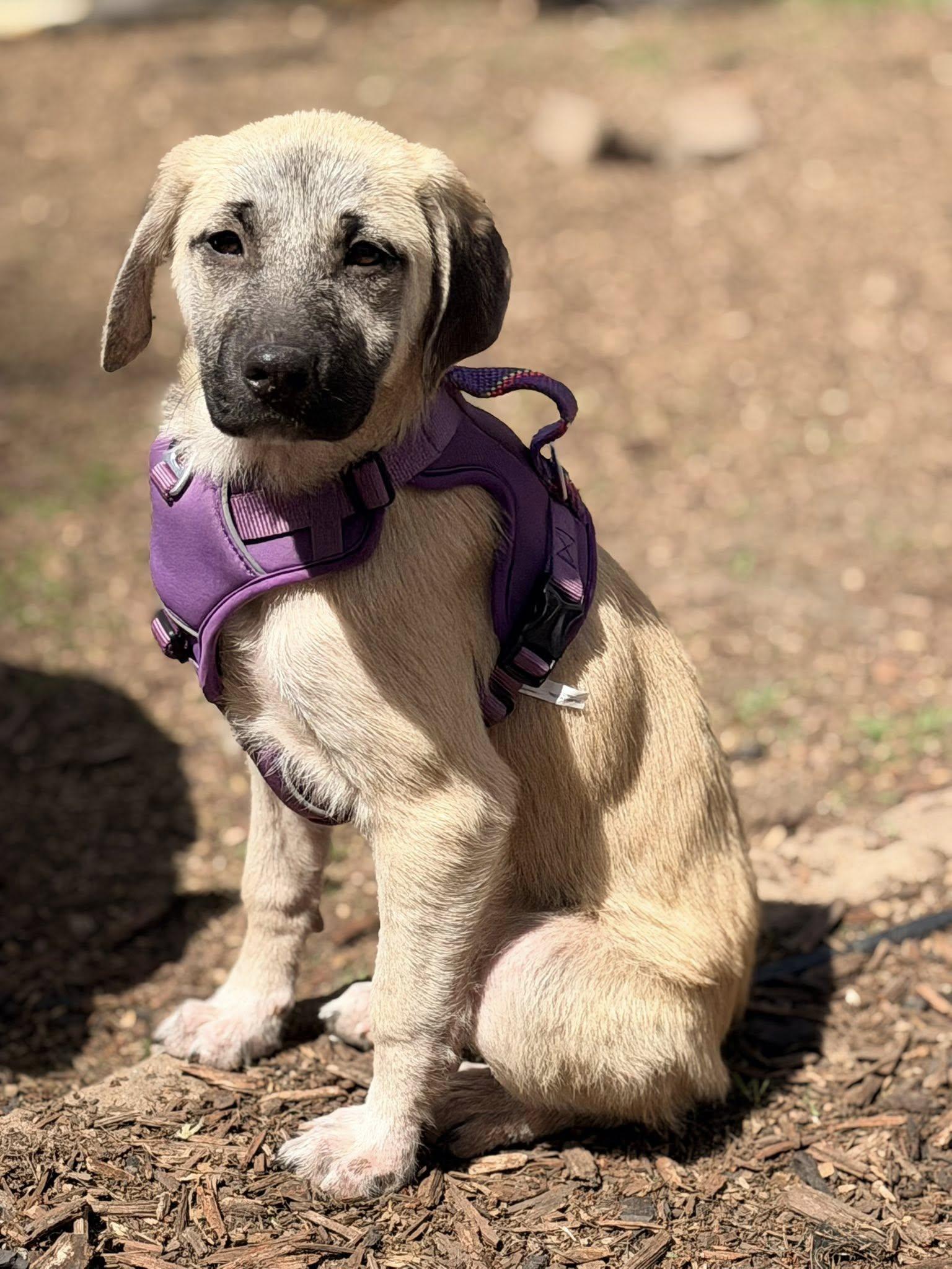 Macie, a Adopted mixed breed in Mankato, MN image 3/3
