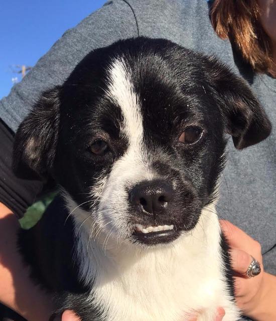 Bunny, Adopted, Senior Female Shih Tzu & Chihuahua.