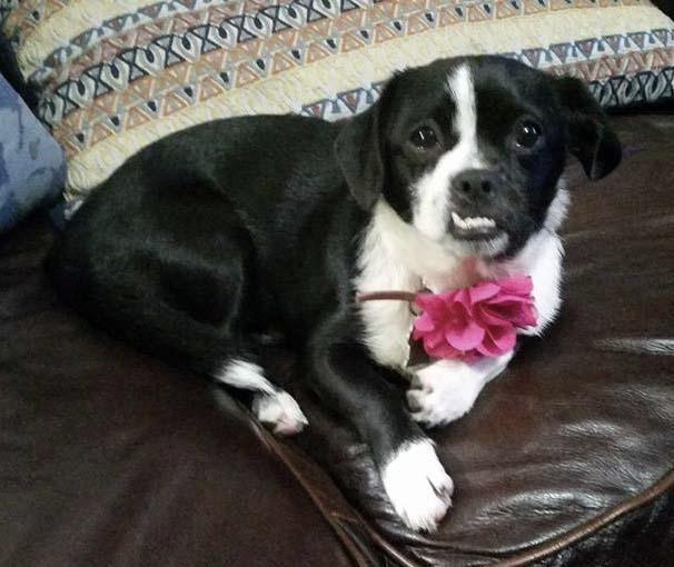 Bunny, a Adopted mixed breed in Leander, TX image 2/3