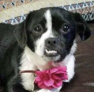 Bunny, a Adopted mixed breed in Leander, TX image 3/3