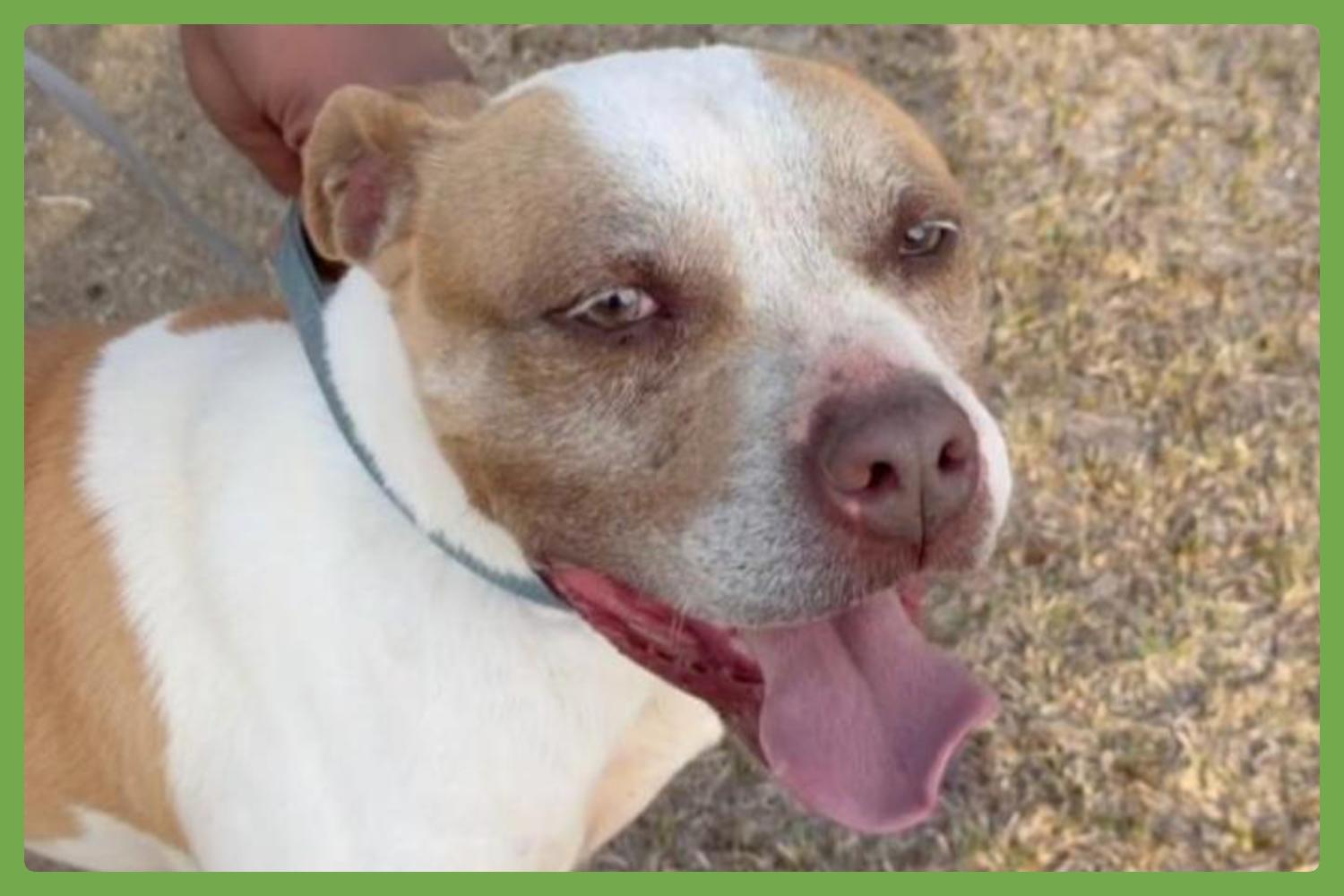 Bently, Adoptable, Adult Male Pit Bull Terrier.