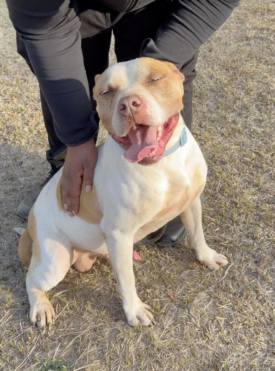 Enlarge Bently, a Adoptable Pit Bull Terrier in Clinton, NC image 2/5