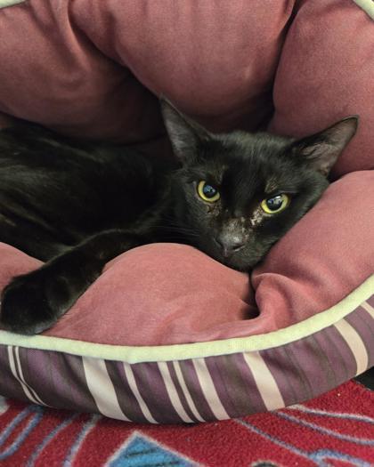 Brecken, Adoptable, Adult Male Domestic Short Hair & Domestic Short Hair.