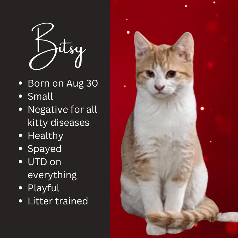 Bitsy, a Adopted mixed breed in St. Clair, PA image 3/3