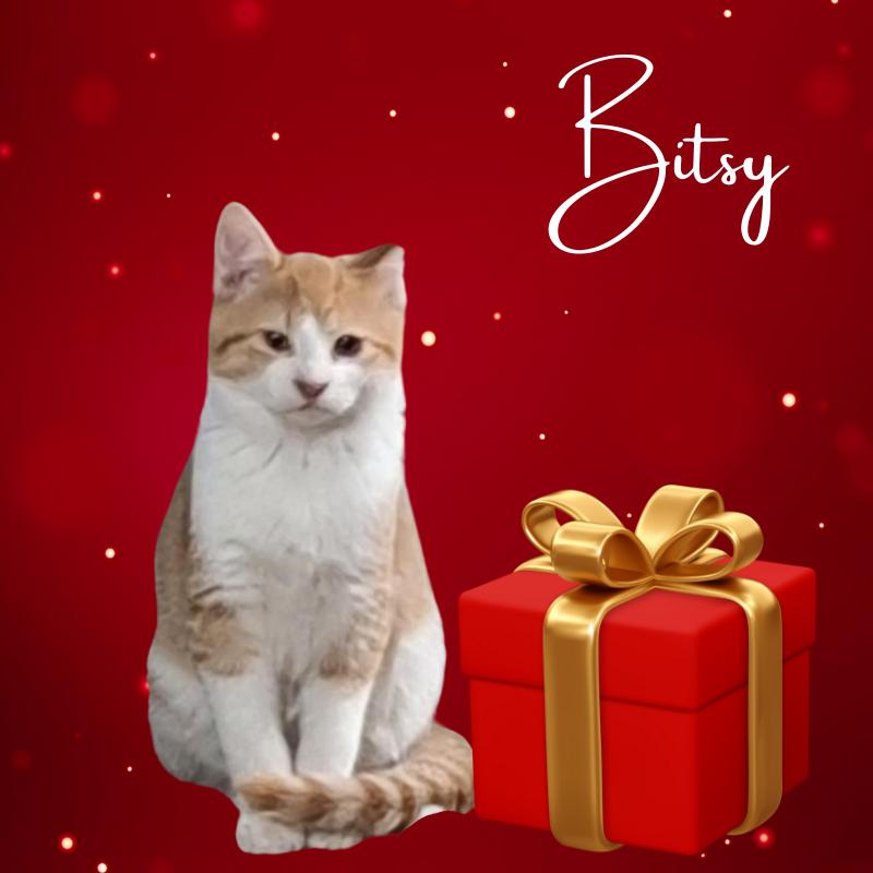 Bitsy, Adopted, Kitten Female Tabby & Calico.