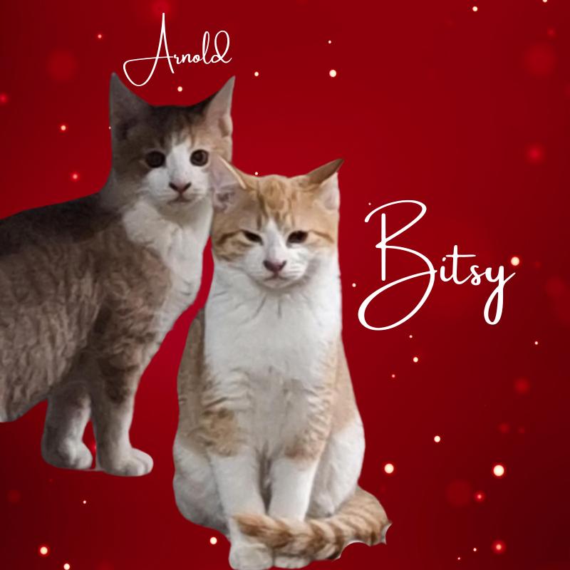 Bitsy, a Adopted mixed breed in St. Clair, PA image 2/3