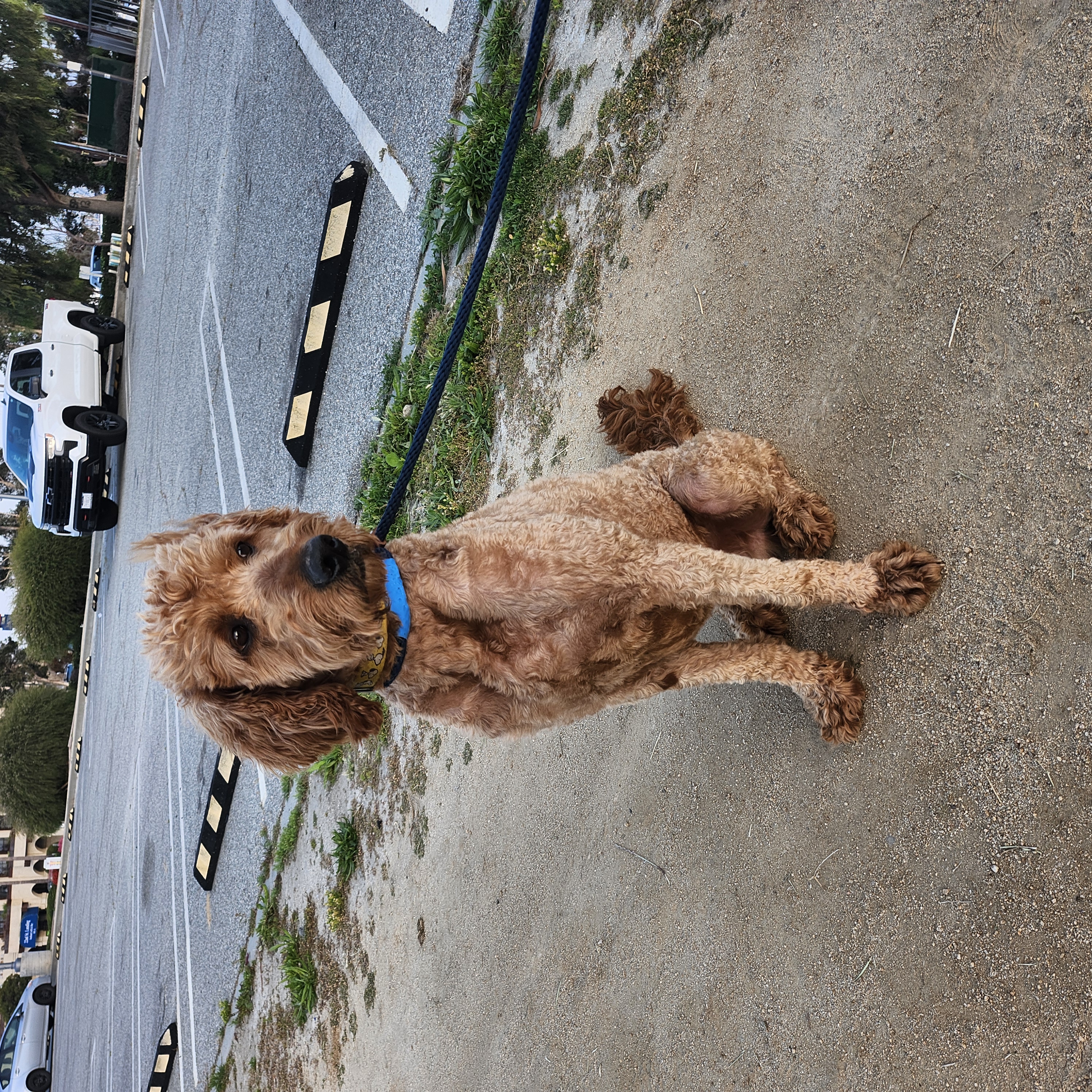 Buddy, Adopted, Adult Male Goldendoodle.