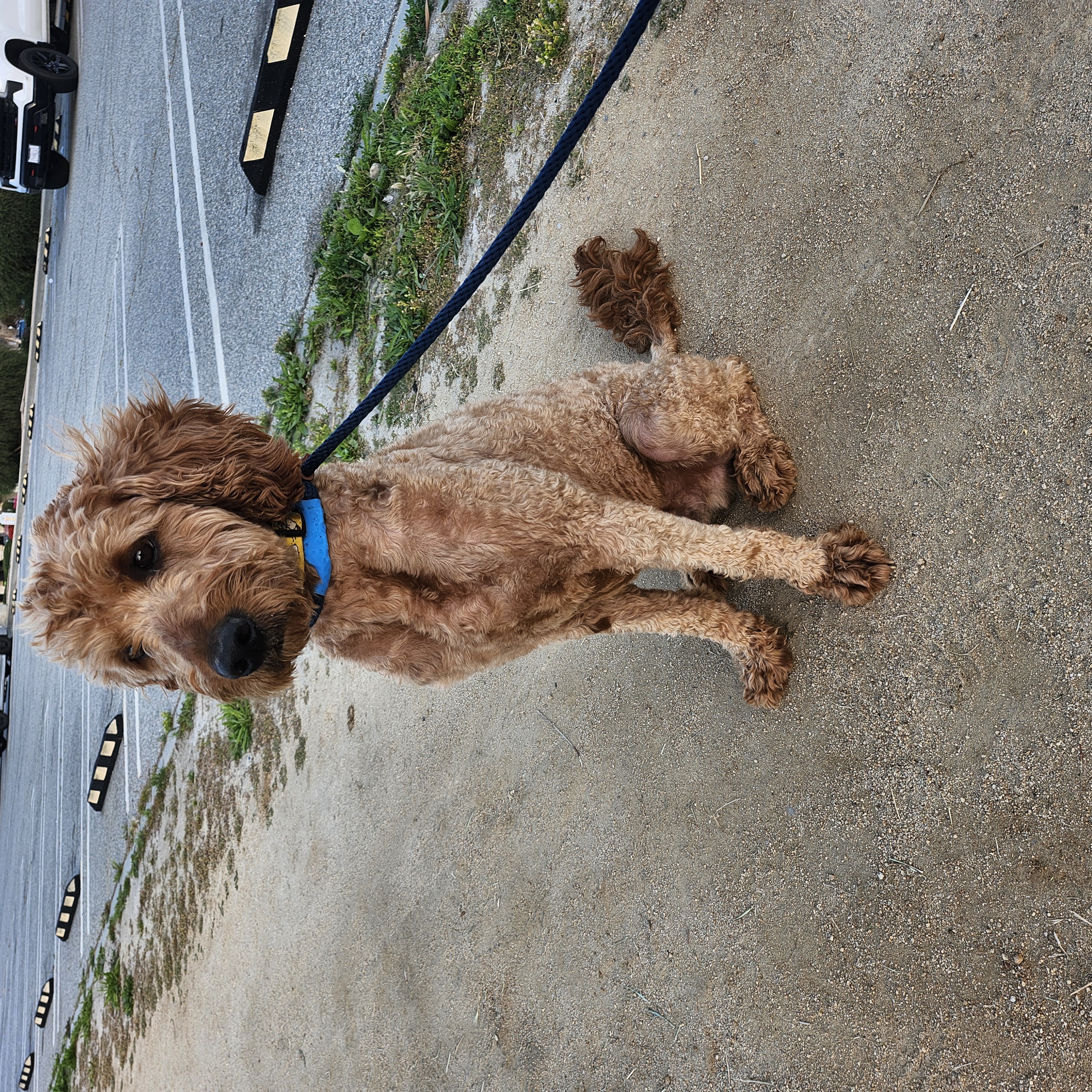 Buddy, a Adopted Goldendoodle in Torrance, CA image 2/6
