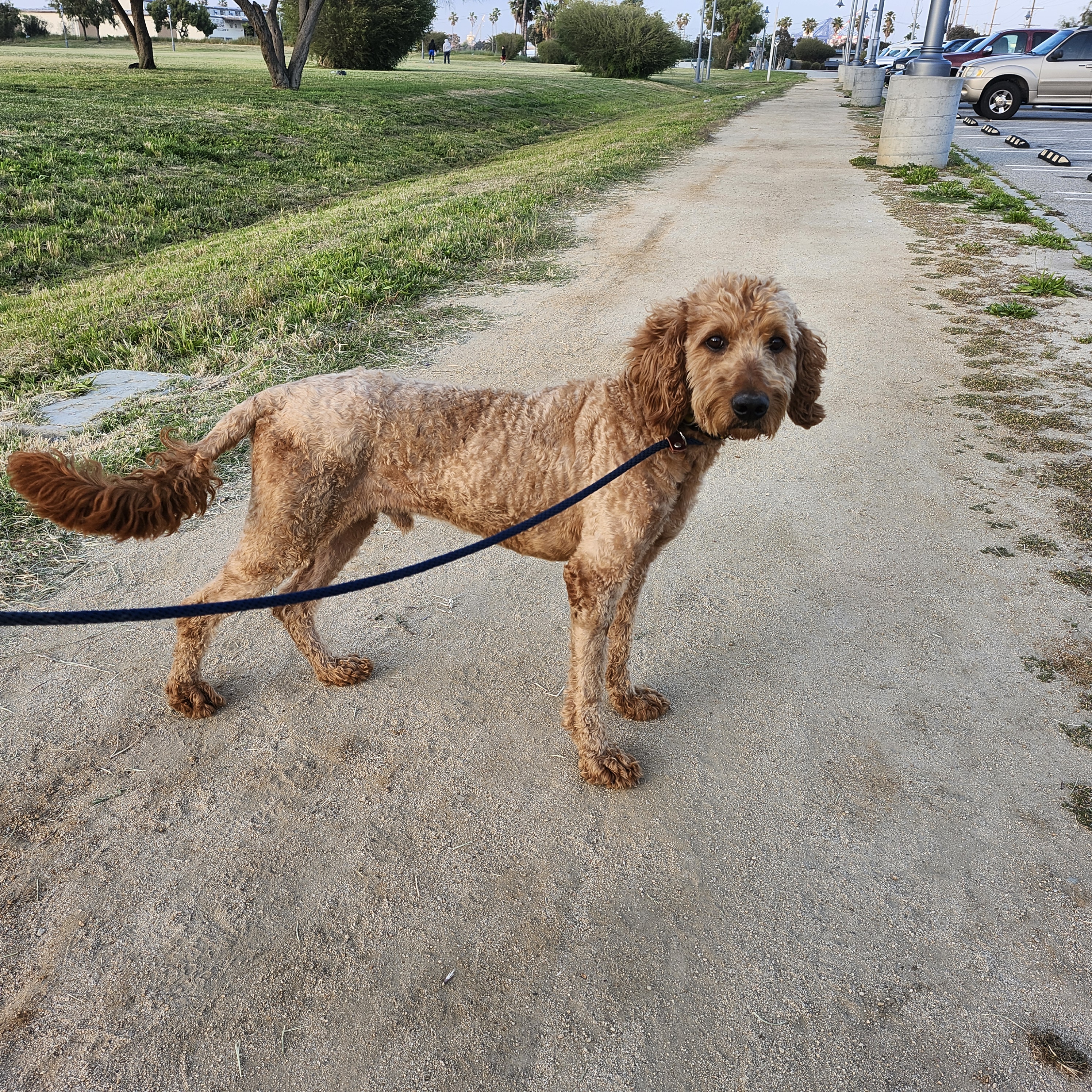 Buddy, a Adopted Goldendoodle in Torrance, CA image 3/6