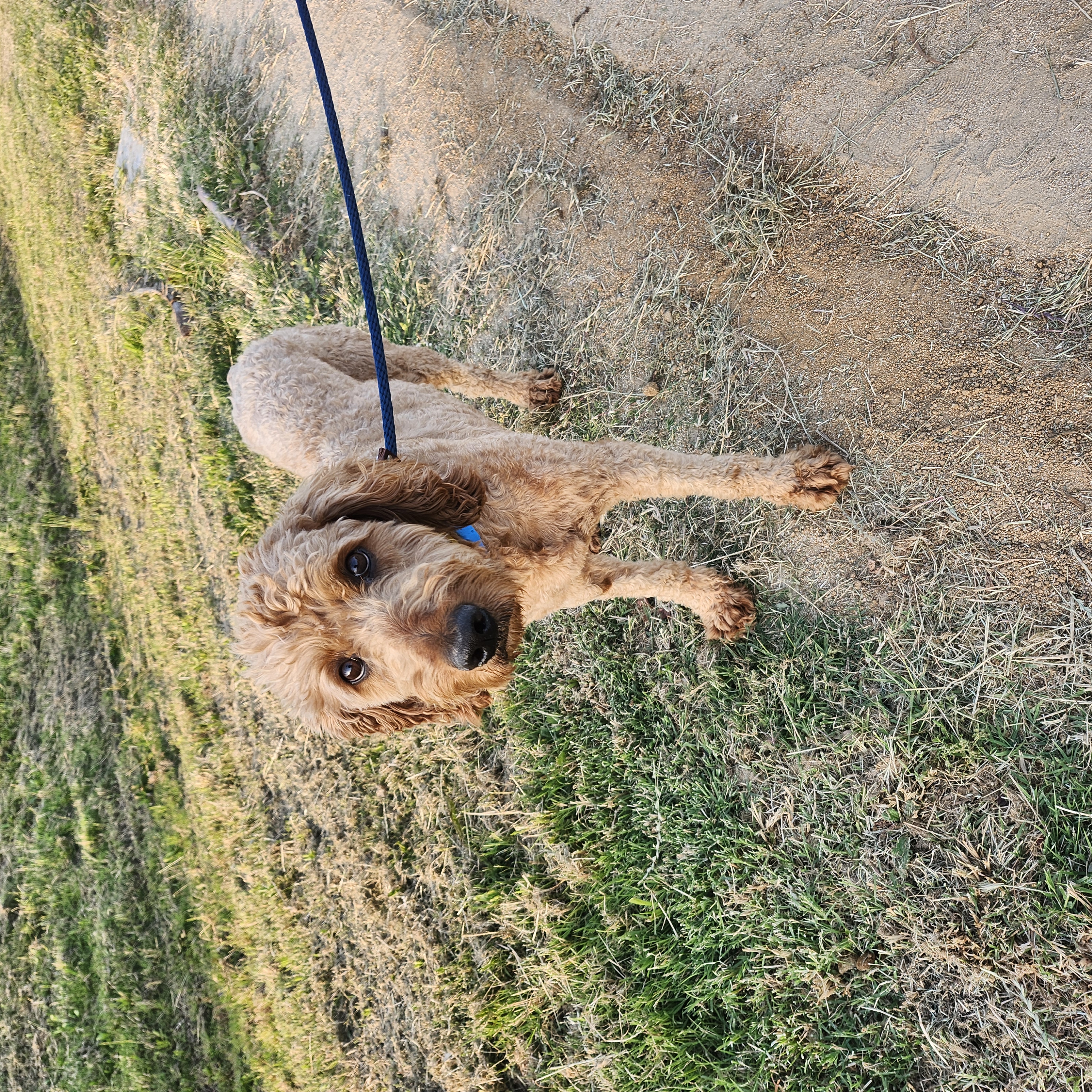 Buddy, a Adopted Goldendoodle in Torrance, CA image 4/6