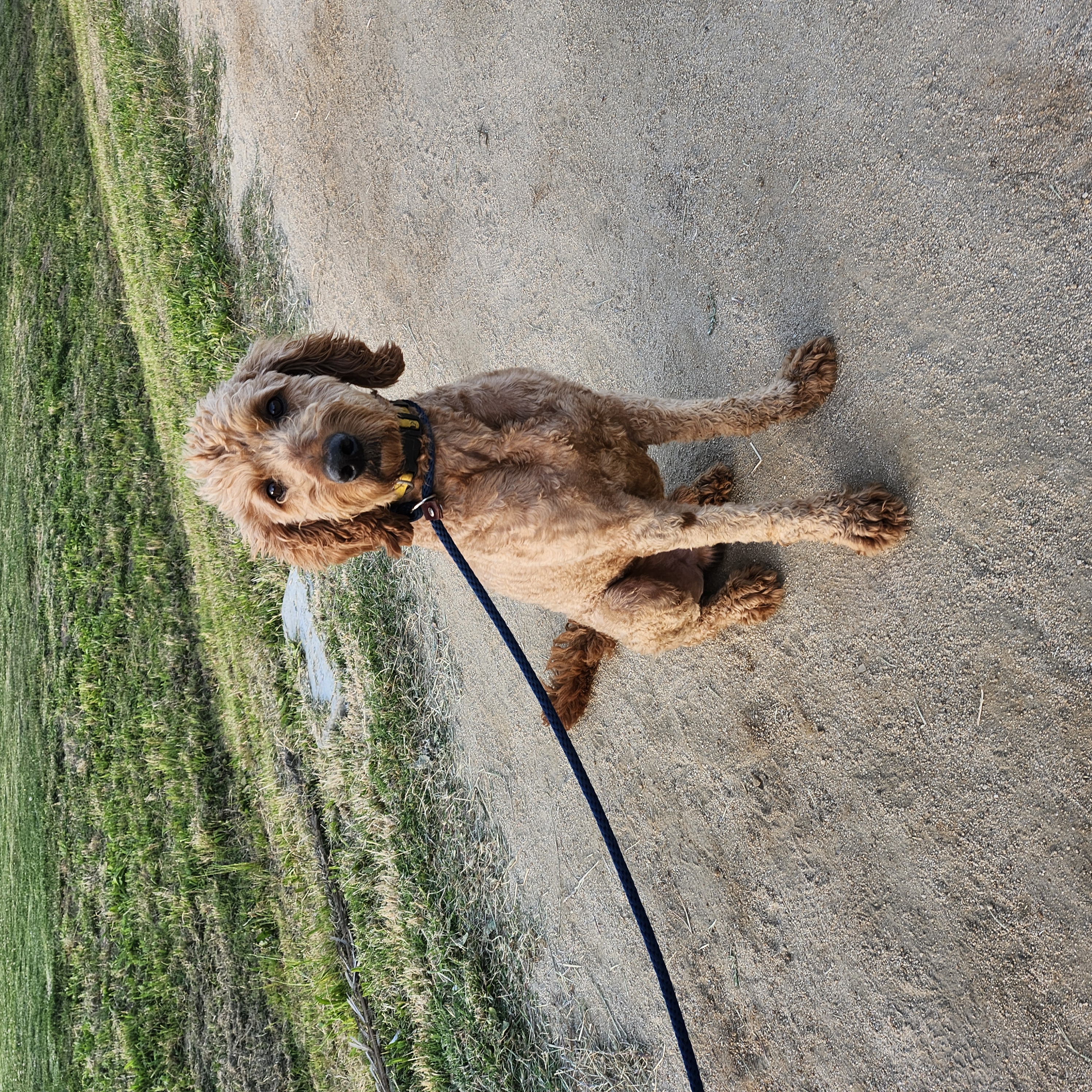 Buddy, a Adopted Goldendoodle in Torrance, CA image 5/6