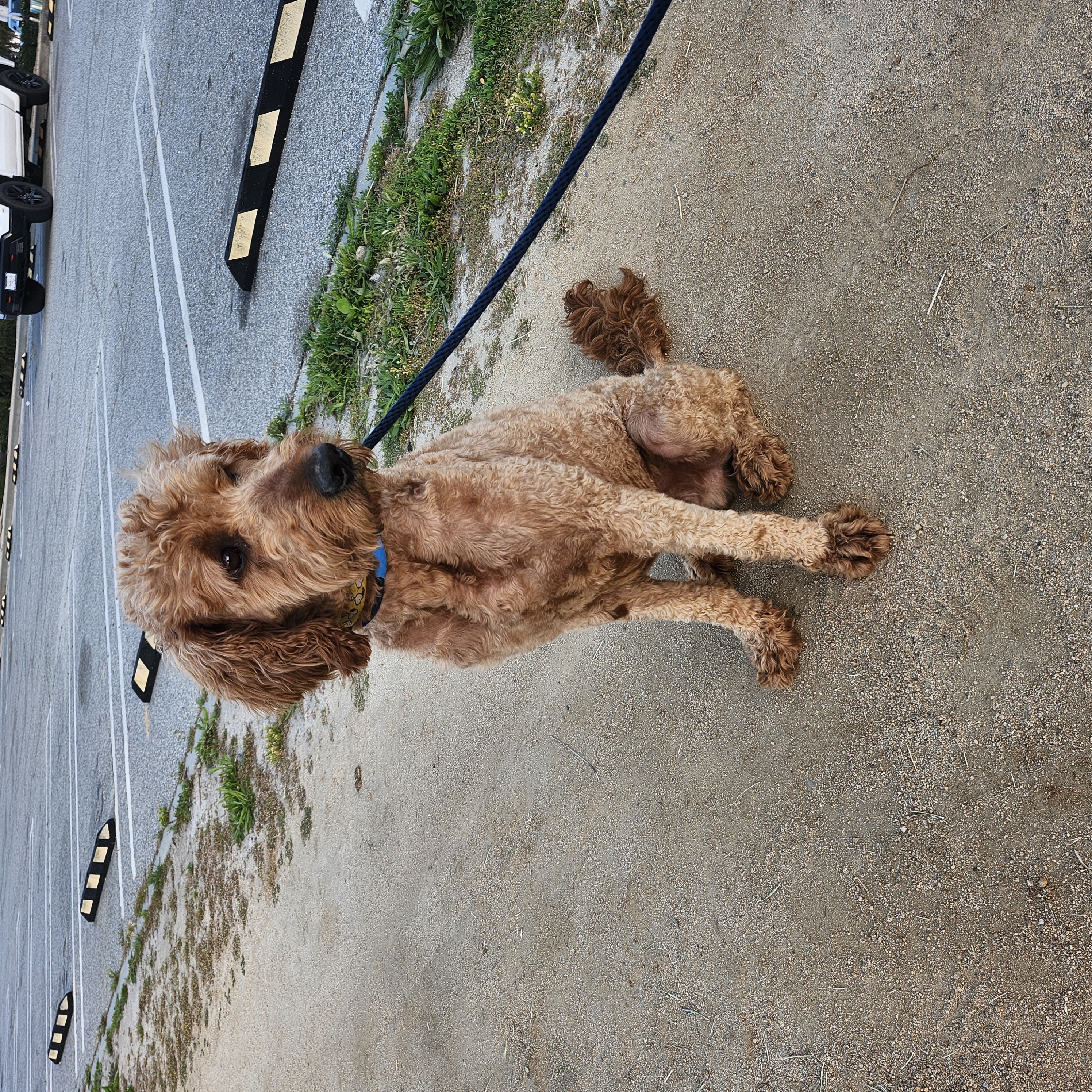 Buddy, a Adopted Goldendoodle in Torrance, CA image 6/6