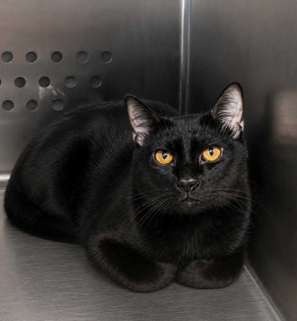 Enlarge Toothless, a Adoptable mixed breed in Columbia, TN image 1/1