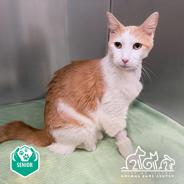 VILLA, Adoptable, Adult Male Domestic Short Hair.