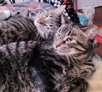 Paxton (bonded with Pandy), Adoptable, Adult Male Tabby & Domestic Short Hair.