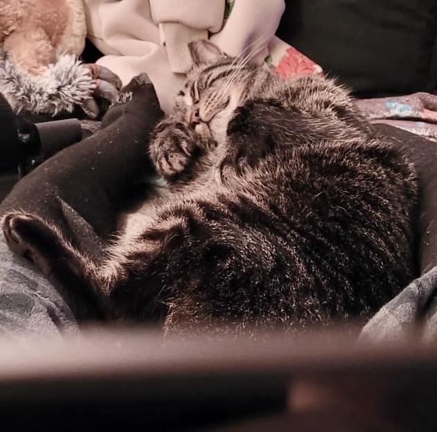 Enlarge Paxton (bonded with Pandy), a Adoptable mixed breed in Toronto, ON image 2/6