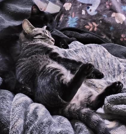 Enlarge Paxton (bonded with Pandy), a Adoptable mixed breed in Toronto, ON image 2/6