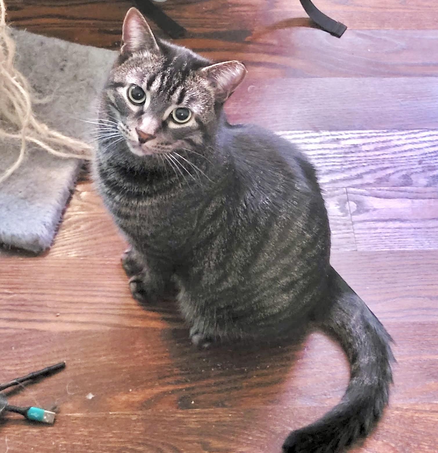 Paxton (bonded with Pandy), Adoptable, Young Male Tabby & Domestic Short Hair.