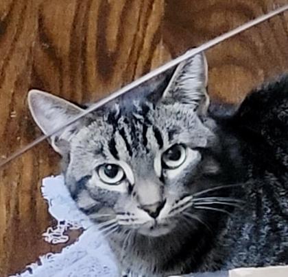 Enlarge Paxton (bonded with Pandy), a Adoptable mixed breed in Toronto, ON image 3/6