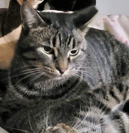 Enlarge Paxton (bonded with Pandy), a Adoptable mixed breed in Toronto, ON image 4/6