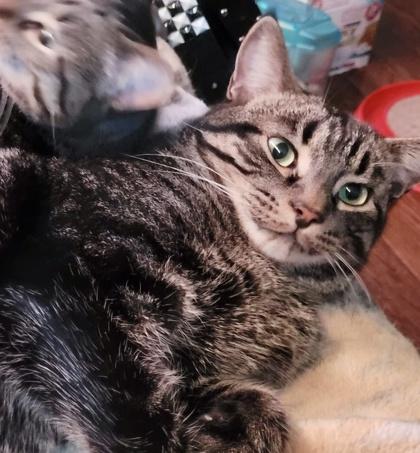 Enlarge Paxton (bonded with Pandy), a Adoptable mixed breed in Toronto, ON image 5/6