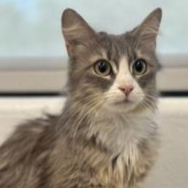 Sassy, a ADOPTABLE Domestic Medium Hair in Stafford, VA image 2/2